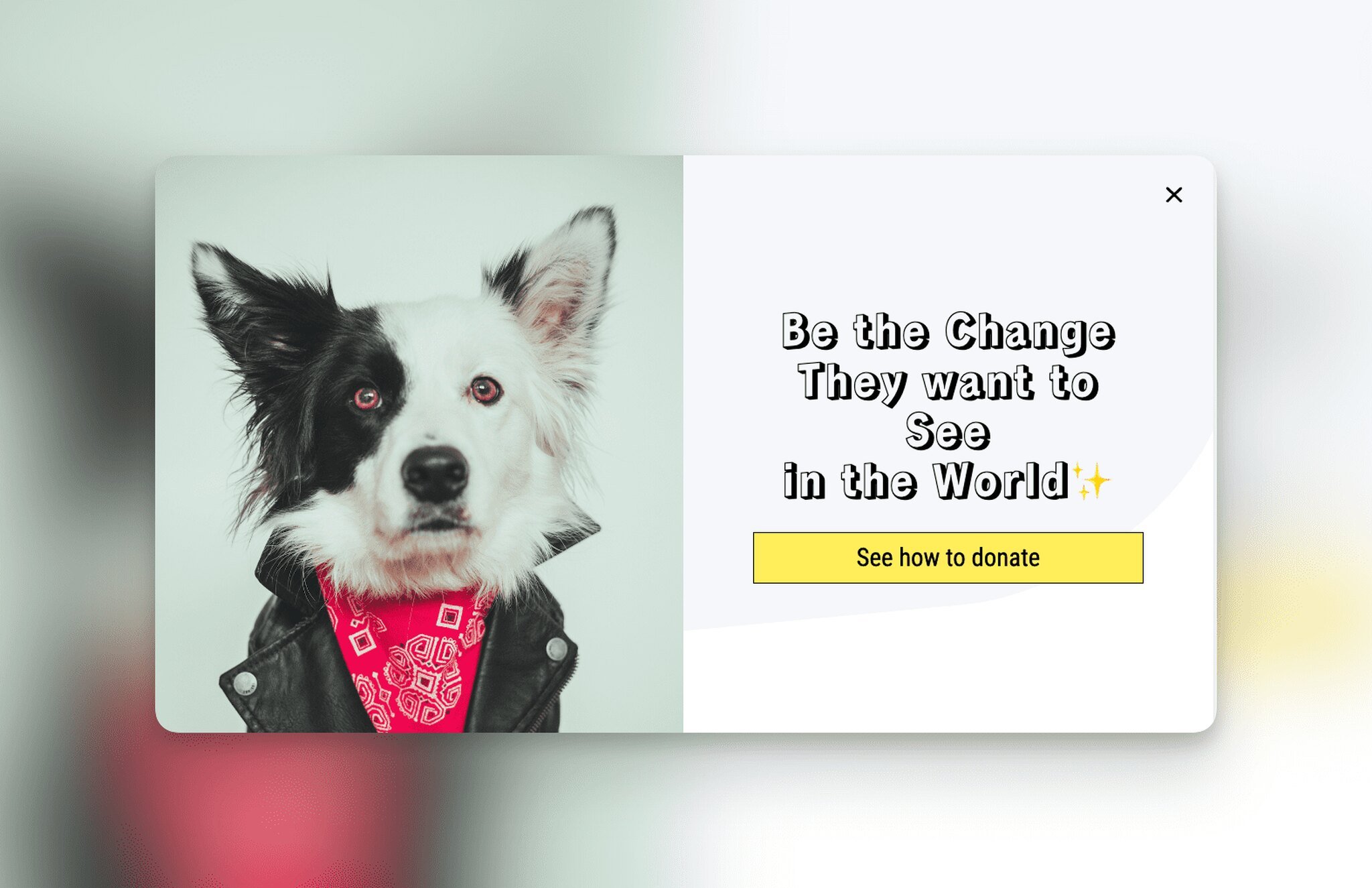 A popup with the image of a black and white dog wearing a black jacket and a red scarf on the left and on the right, there is a call to action with a yellow button written “see how to donate”