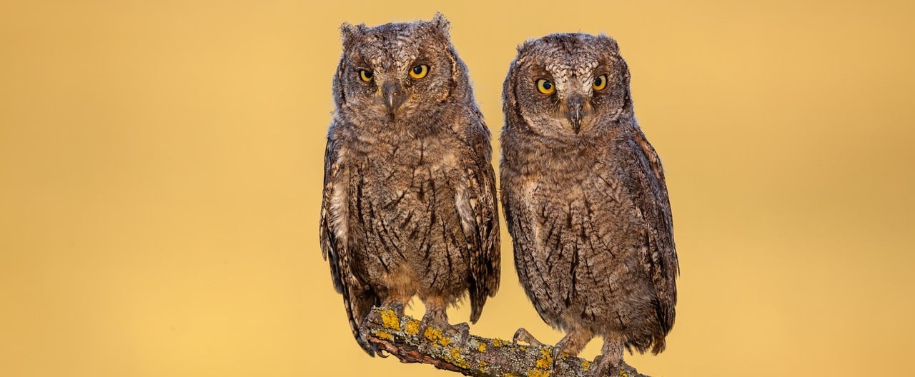 two similar owls sitting on a branch