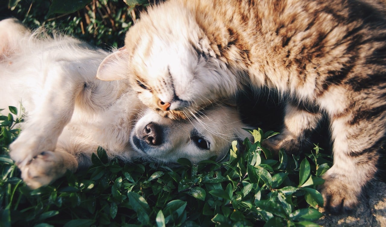 a cat and a dog caressing each other