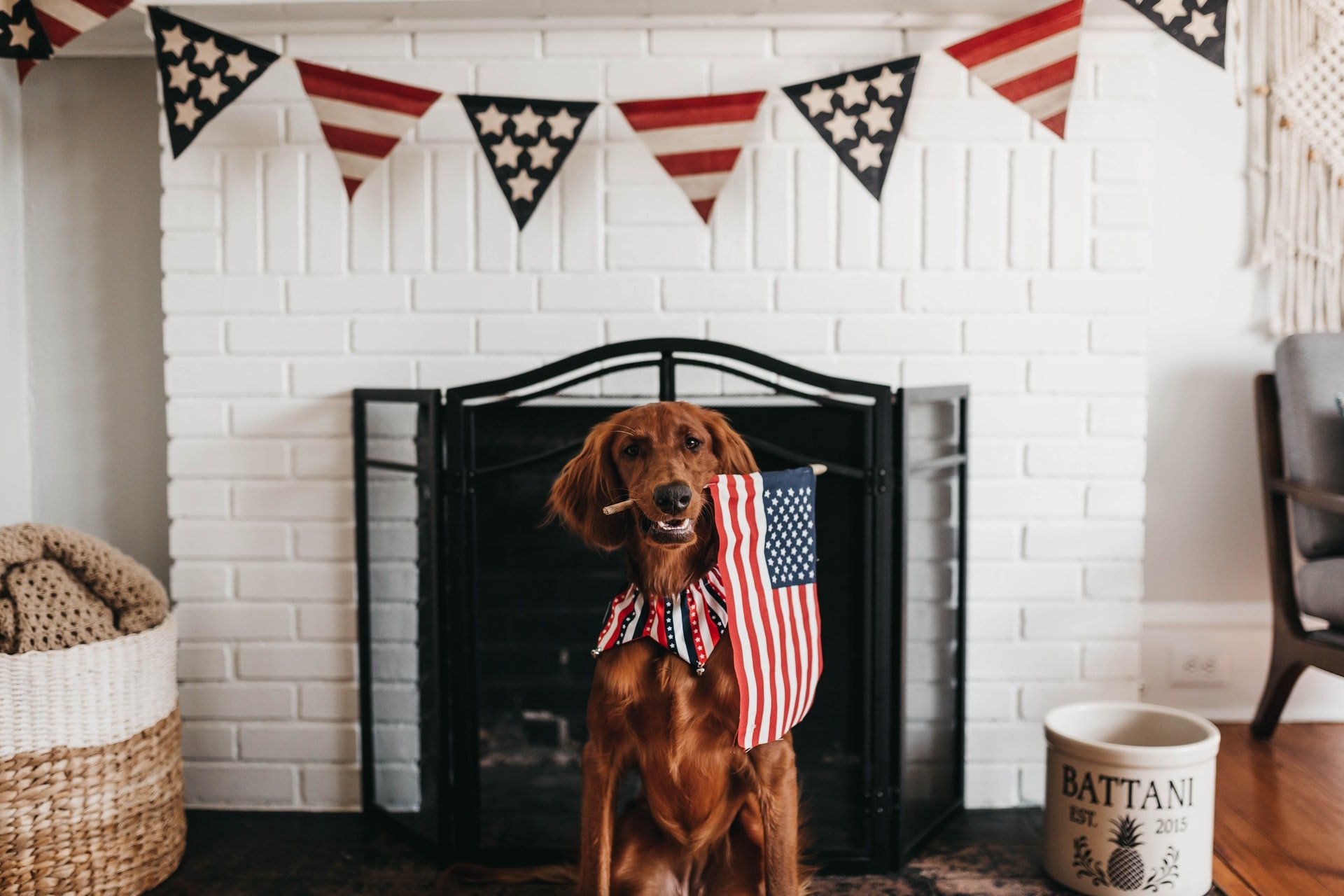 a dog that holds USA flag, with 4th of july celebration decorations