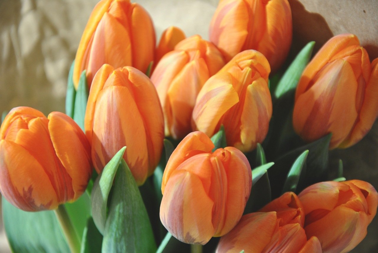 a bouquet of orange tulips