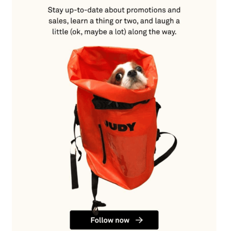 image of dog in an orange emergency bag in an email copy